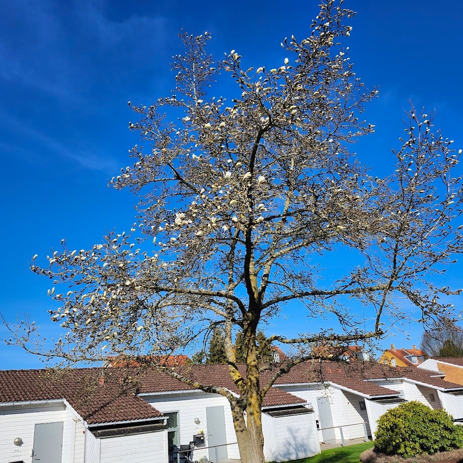 Magnolien på spring